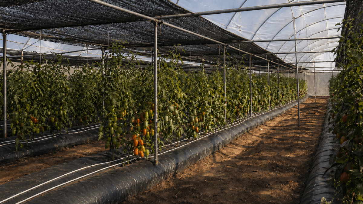 Bright hot greenhouse tomato rows
